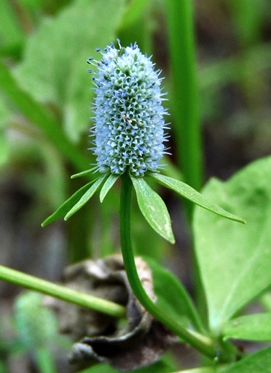 {Eryngium prostratum}